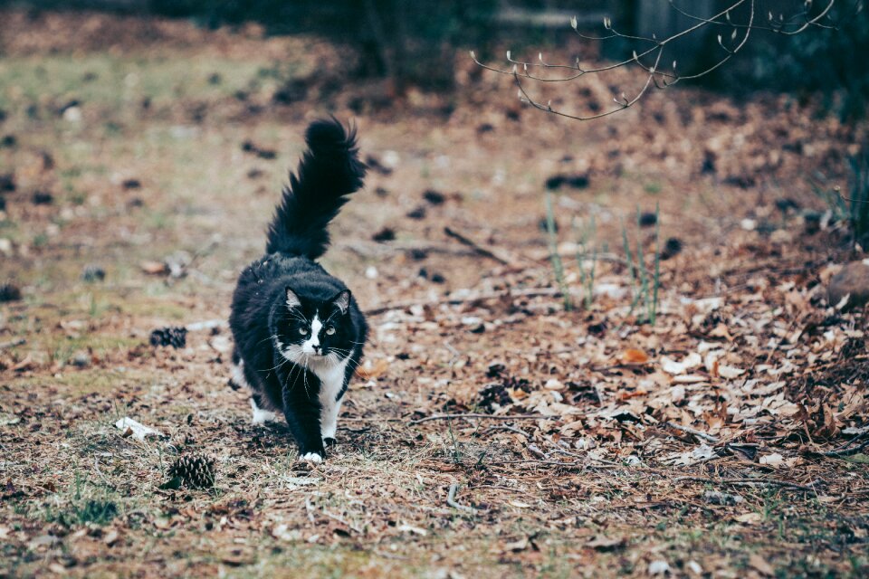 Pet animal domestic