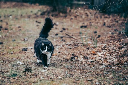 Pet animal domestic