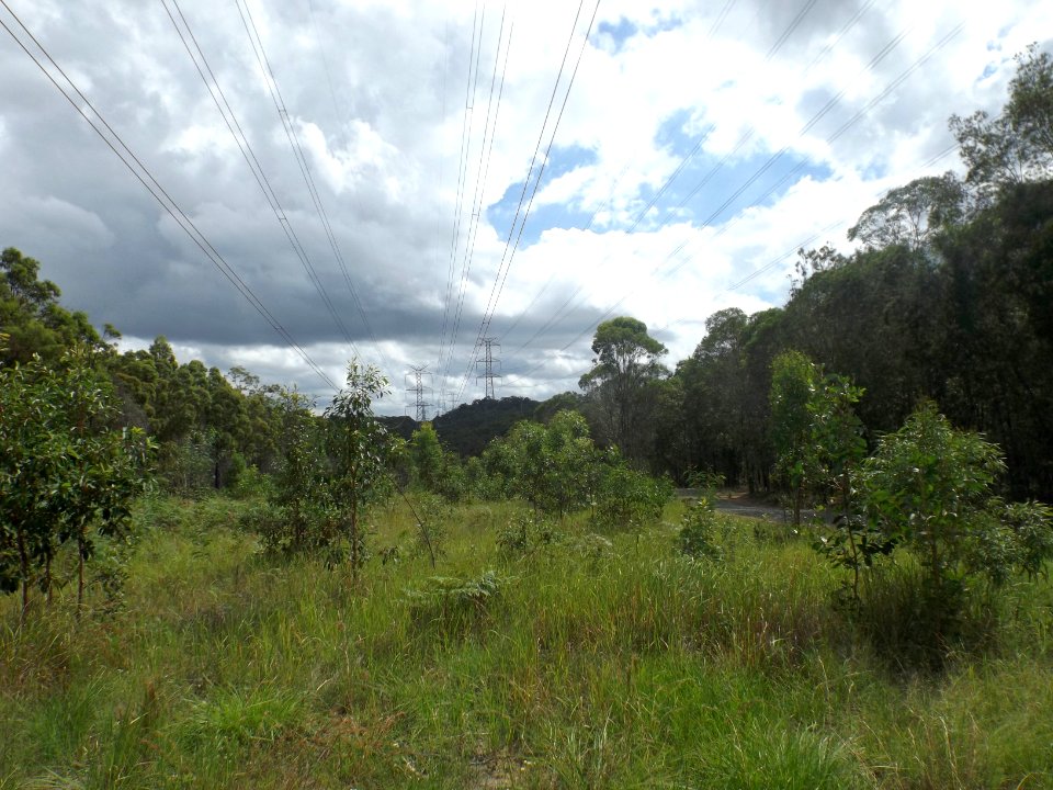 Casuarina Trail and power pylons in Karawatha Forest