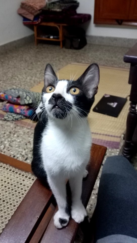 Cat looking setting on chair