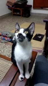 Cat looking setting on chair