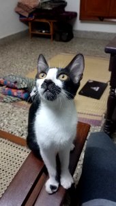 Cat looking setting on chair photo