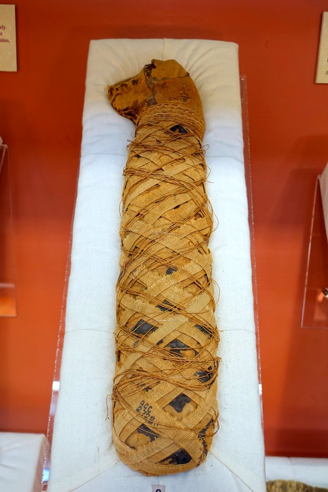 Cat mummy, Egypt, Ptolemaic period, 330-30 BC - Redpath Museum - McGill University - Montreal, Canada - DSC08134
