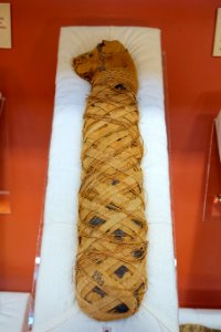 Cat mummy, Egypt, Ptolemaic period, 330-30 BC - Redpath Museum - McGill University - Montreal, Canada - DSC08134