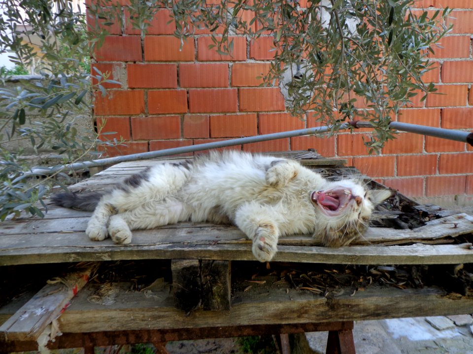 Cat yawning - DSC00577