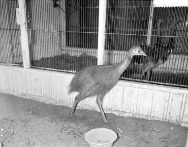 Casuaris als geschenk uit Nieuw Guinea voor Artis, Bestanddeelnr 912-1187