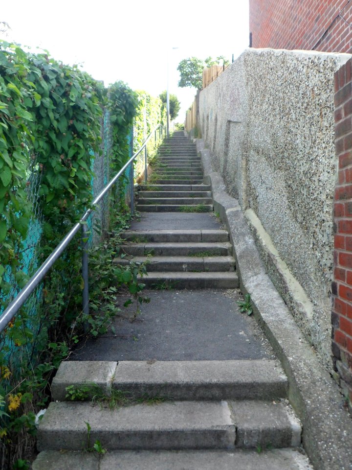 Cat's-Creep at Canfield Close, Brighton (August 2013)