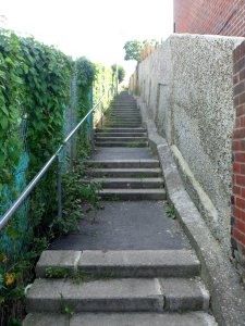 Cat's-Creep at Canfield Close, Brighton (August 2013)