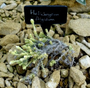 Castroviejoa frigida (Helichrysum frigidum) - RHS Garden Harlow Carr - North Yorkshire, England - DSC01487