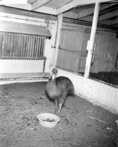 Casuaris als geschenk uit Nieuw Guinea voor Artis, Bestanddeelnr 912-1188