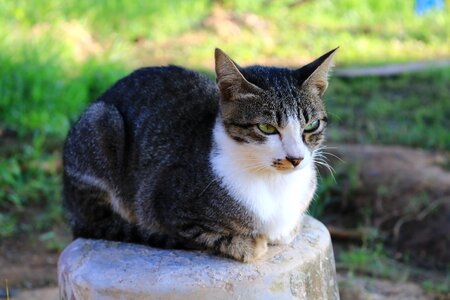 Animals home cat thailand