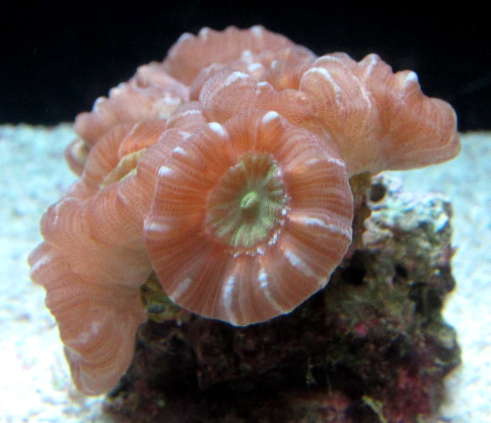 Cat's eye coral (Caulastrea furcata), Waikiki Aquarium
