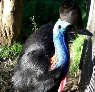 Casuarius casuarius NSW