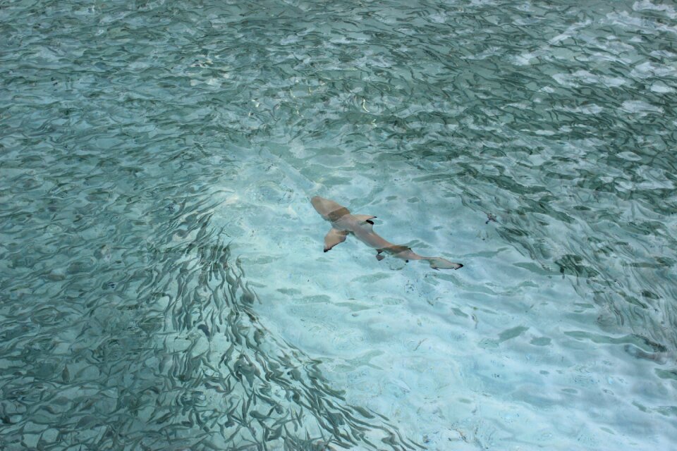 Underwater indian ocean maldives