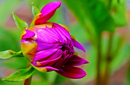 Dahlia garden blossom bloom