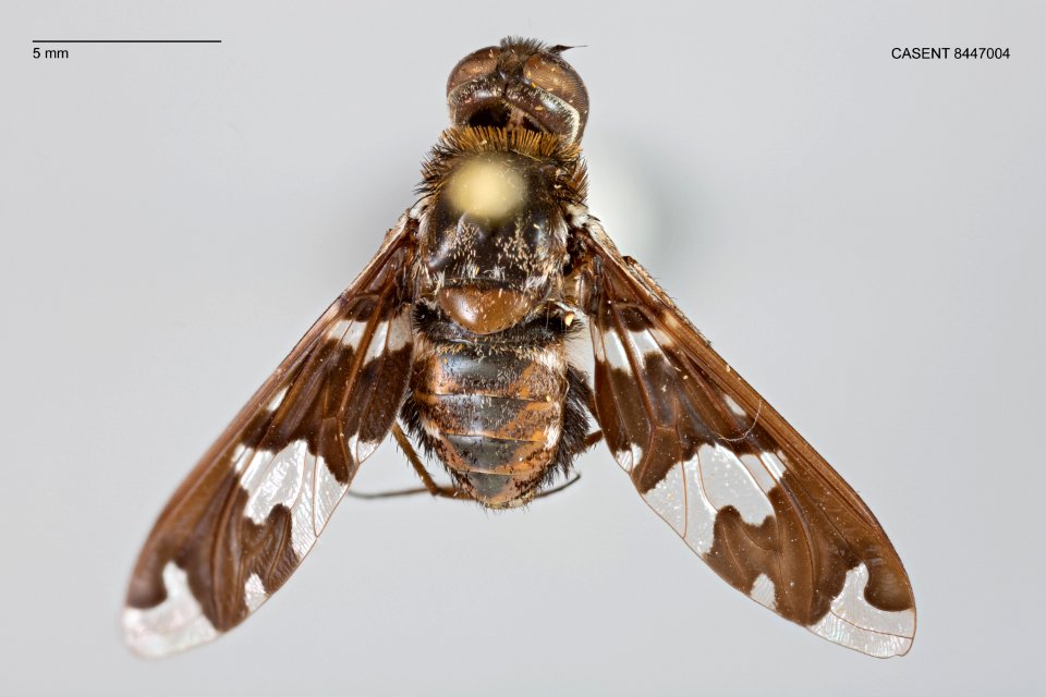 CASENT 8447004 Exoprosopa dorcadion dorsal