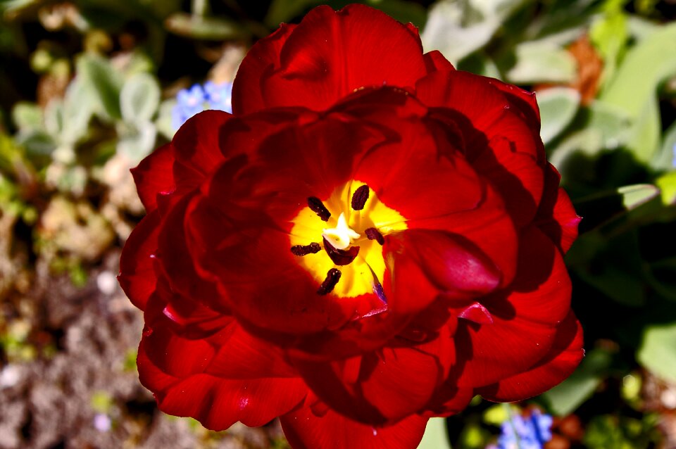 Flower spring nature