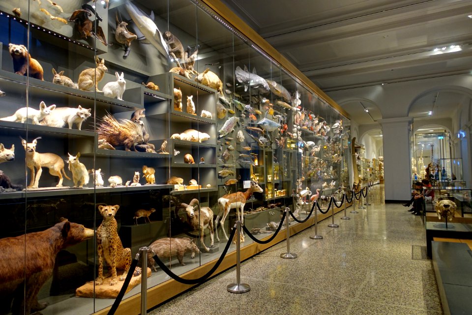 Case of specimens - Hessisches Landesmuseum Darmstadt - Darmstadt, Germany - DSC00076