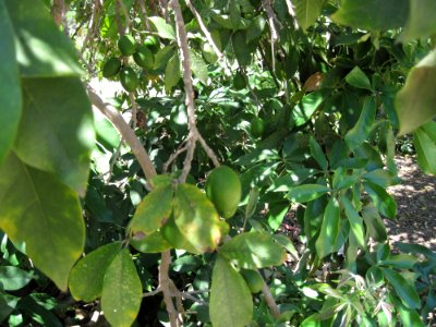Casimiroa tetrameria