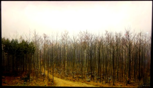 Case 11 - First Thinning of a 40 Year Pine-Hardwood Stand - Dioramas in the Fisher Museum (Harvard Forest) - DSC07339