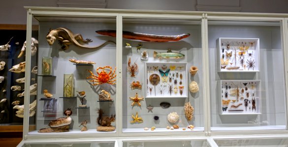 Case of specimens - Hessisches Landesmuseum Darmstadt - Darmstadt, Germany - DSC00048