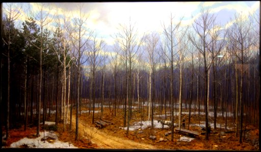Case 12 - Thinning a 60 Year Pine-Hardwood Stand - Dioramas in the Fisher Museum (Harvard Forest) - DSC07337