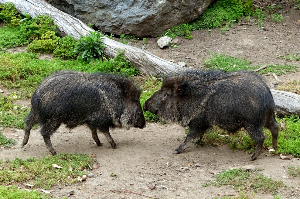Catagonus wagneri - San Francisco Zoo - San Francisco, CA - DSC03705