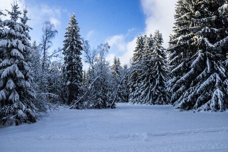 Snow snow landscape trees