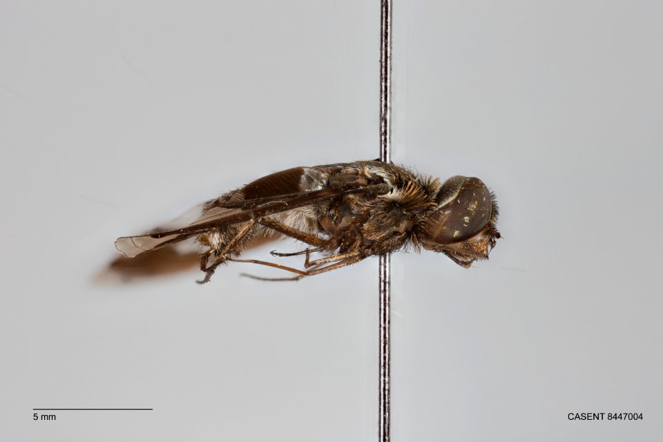 CASENT 8447004 Exoprosopa dorcadion lateral