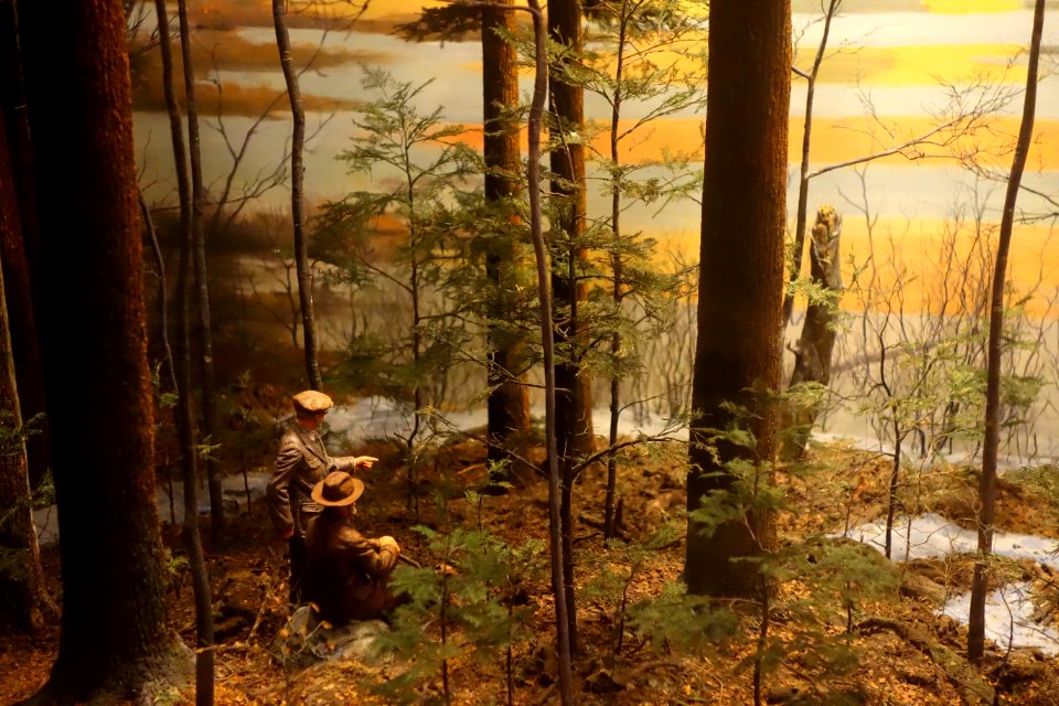 Case 13 detail - Hemlock-White Pine Forest and Harvard Pond - Dioramas in the Fisher Museum (Harvard Forest) - DSC07333