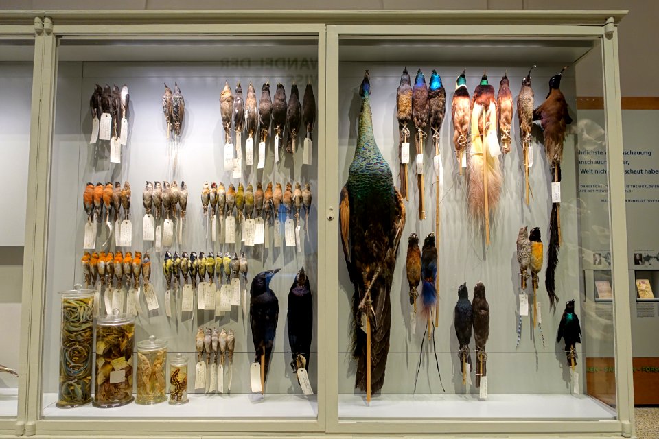 Case of birds - Hessisches Landesmuseum Darmstadt - Darmstadt, Germany - DSC00054