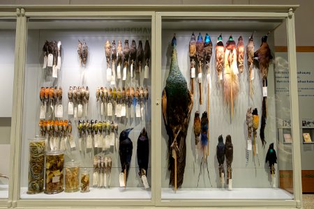 Case of birds - Hessisches Landesmuseum Darmstadt - Darmstadt, Germany - DSC00054