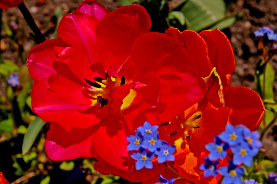 Flower spring nature