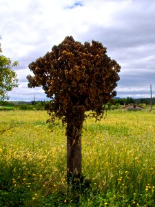 Casi árbol (110423015) photo