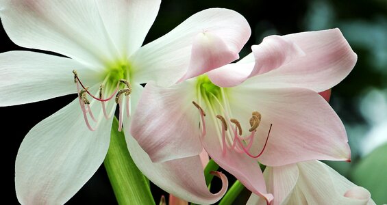 Flower flowers summer