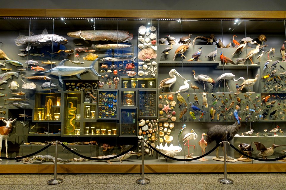 Case of specimens - Hessisches Landesmuseum Darmstadt - Darmstadt, Germany - DSC00074