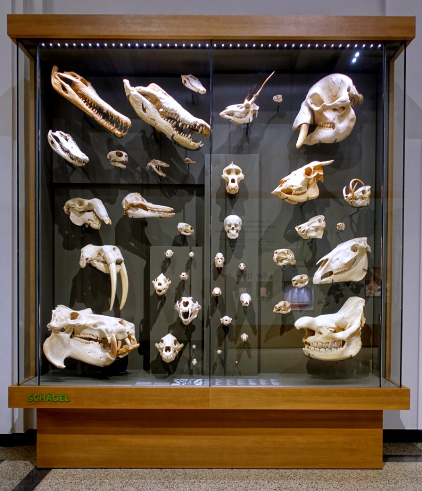 Case of skulls - Hessisches Landesmuseum Darmstadt - Darmstadt, Germany - DSC00046