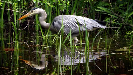 Bird nature animals photo