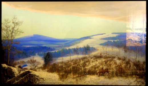 Case 06 - The Old Field Pine is Followed by Hardwood (1915) - Dioramas in the Fisher Museum (Harvard Forest) - DSC07355