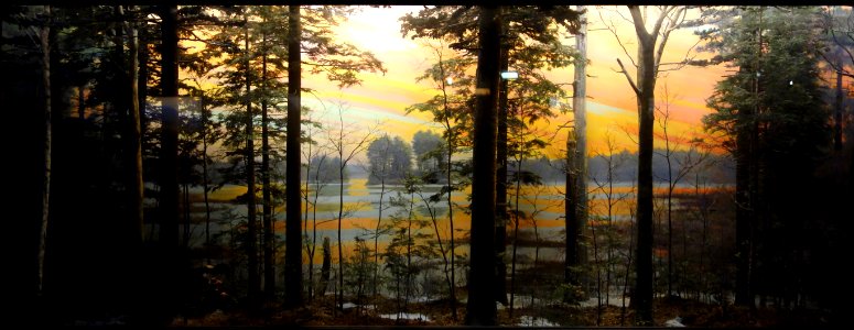 Case 13 - Hemlock-White Pine Forest and Harvard Pond - Dioramas in the Fisher Museum (Harvard Forest) - DSC07331