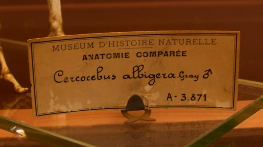Cartel cercocebus or lophocebus albigena male skull crâne