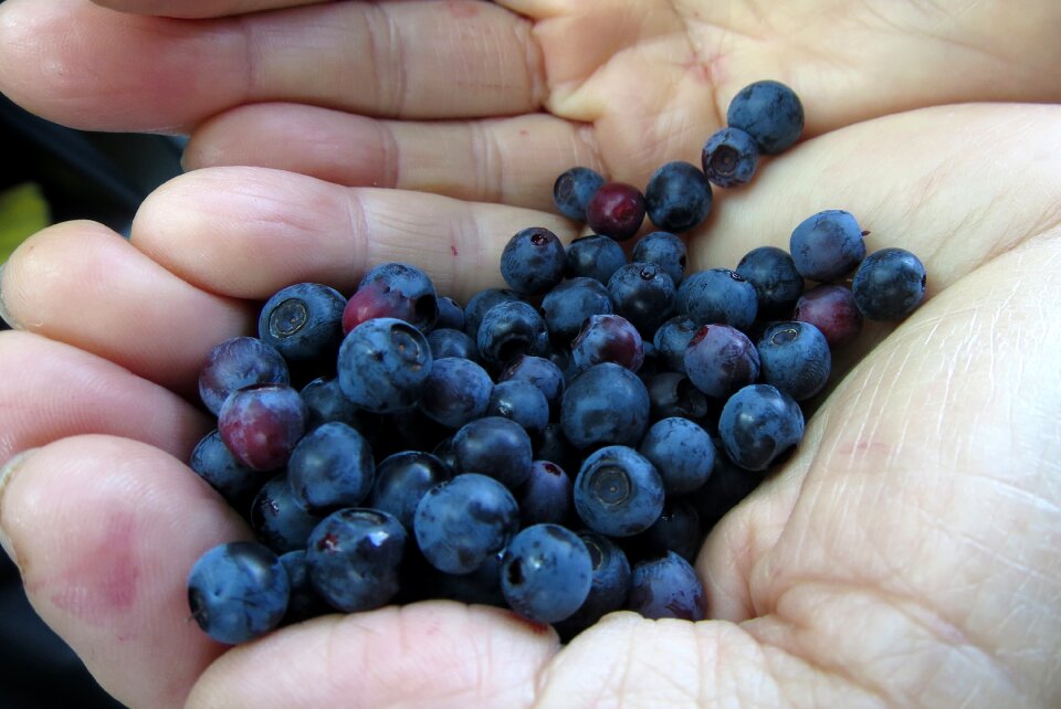Wild berry forest fruit healthy