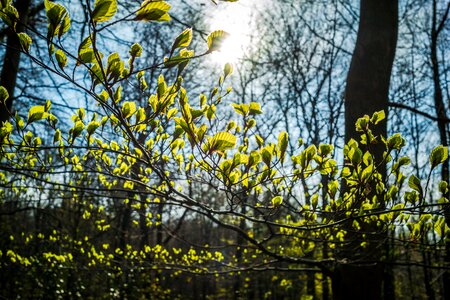 Fresh backlighting young beech leaves