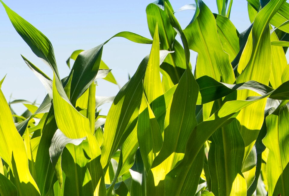 Green leaves agriculture photo