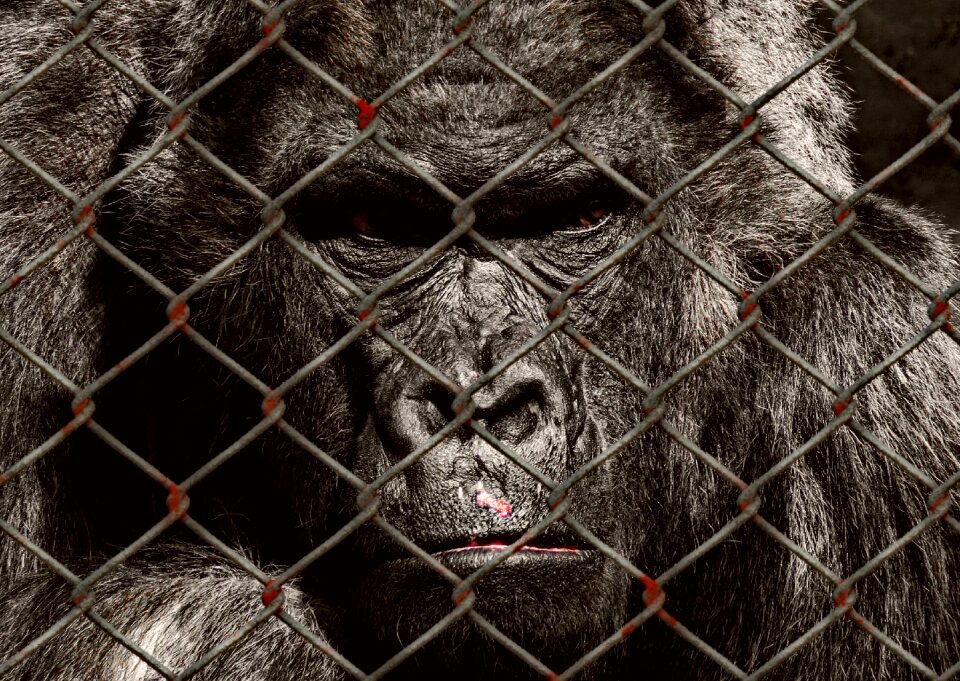 Sad protection of species animal rescue