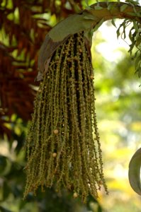 Caryota-urens-20070216-003