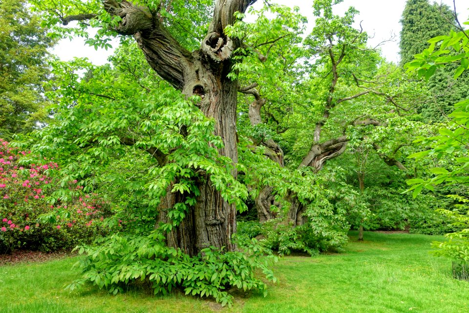 Castanea sativa - Sheffield Park and Garden - East Sussex, England - DSC05552