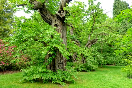 Castanea sativa - Sheffield Park and Garden - East Sussex, England - DSC05552