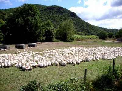 Castanet-le-Bas (Hérault, Fr) élévage d'oies