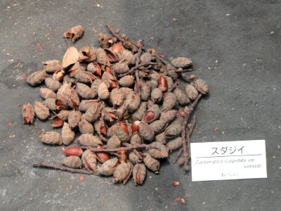 Castanopsis sieboldii - Osaka Museum of Natural History - DSC07733